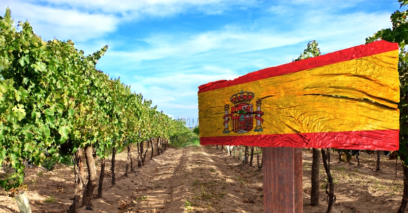 Top 10 reasons to study Spanish wine