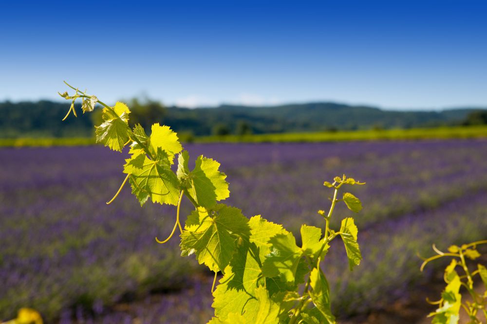 Provence