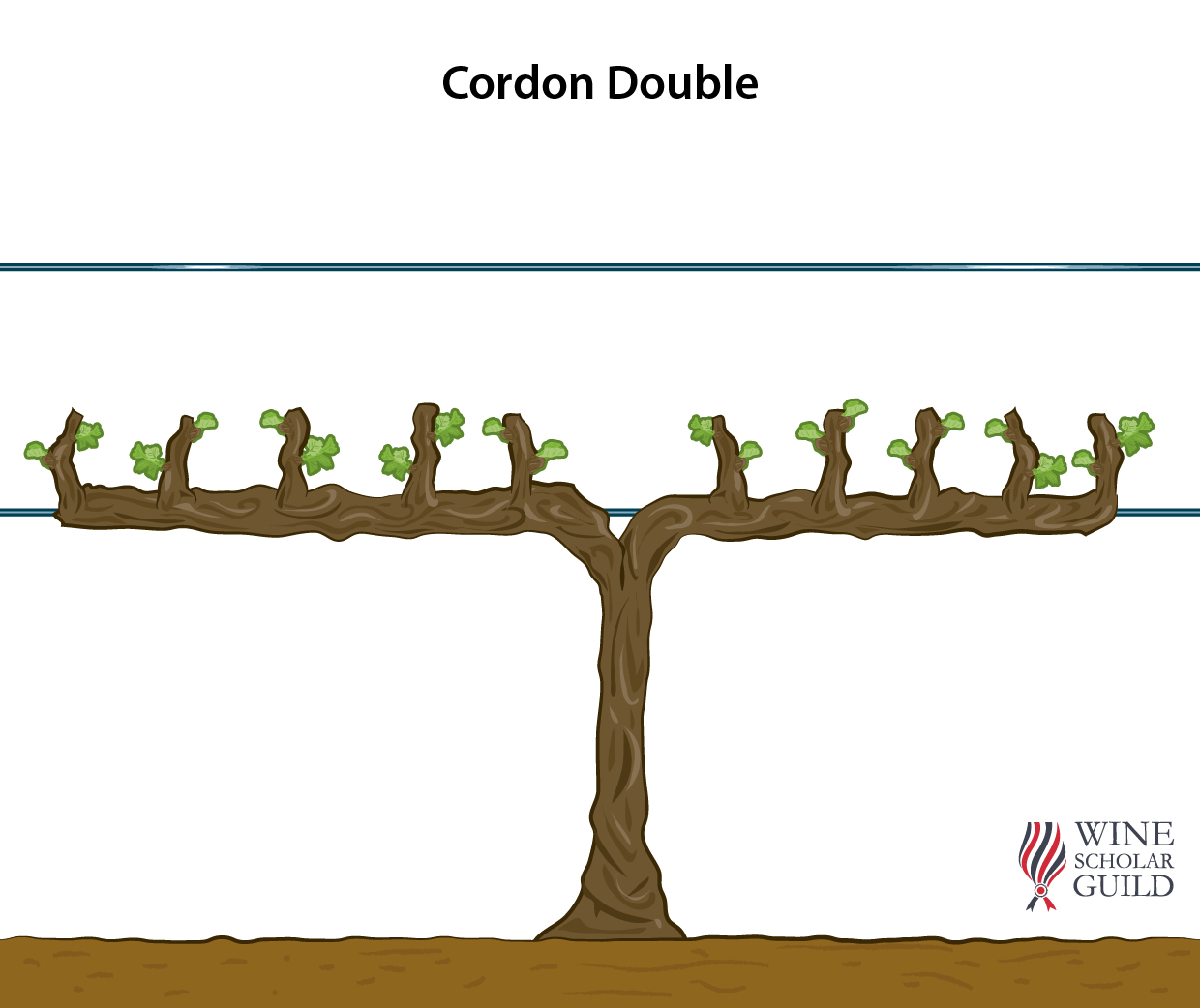 DOUBLE CORDON ©Wine Scholar Guild