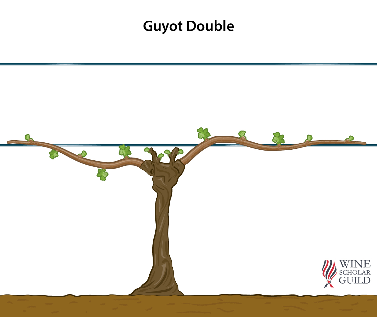 DOUBLE GUYOT ©Wine Scholar Guild